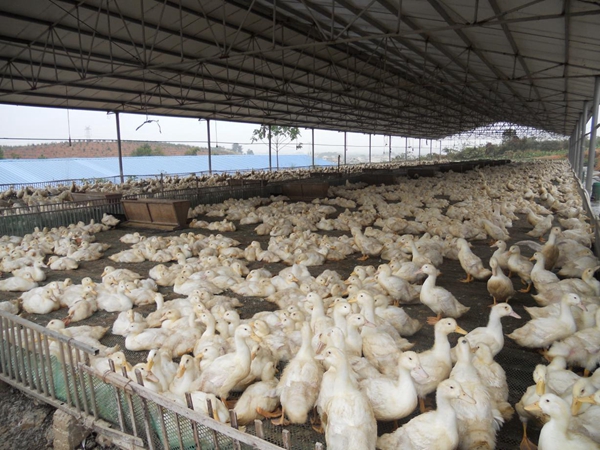 平安瑶香养殖合作社肉鸭养殖基地▲平安生态种养合作社蛋鸡养殖场